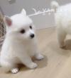 优惠出纯白可爱小型犬爱斯基摩宝宝