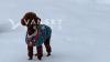 toy poodle 找女朋友