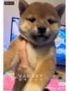 乖巧柴犬妹妹找新家 便宜出