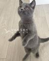 纯英短蓝猫