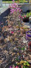 带花苞的杜鹃花转让，$10一棵。