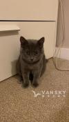 四个月英短蓝猫找新家
