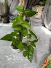 花卉分享绿罗三盆十刀，五元一盒，水栽六棵十刀等其它花卉