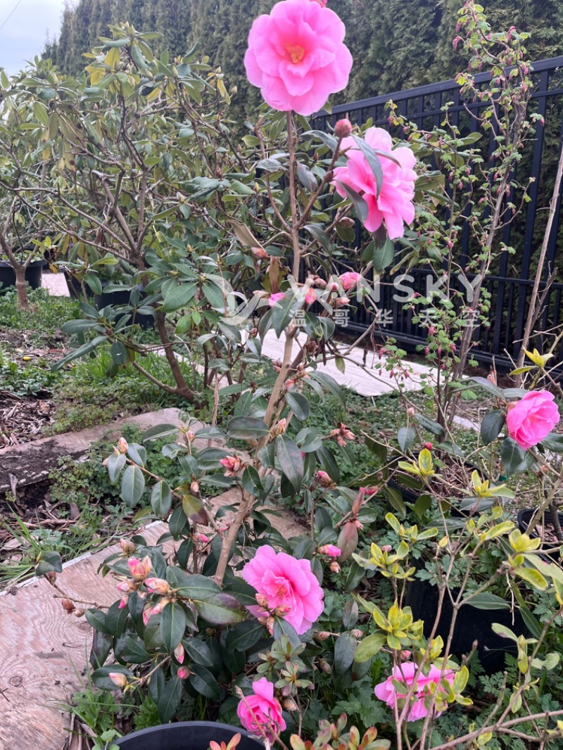 便宜处理一些茶花