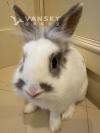 可爱小兔子免费领养