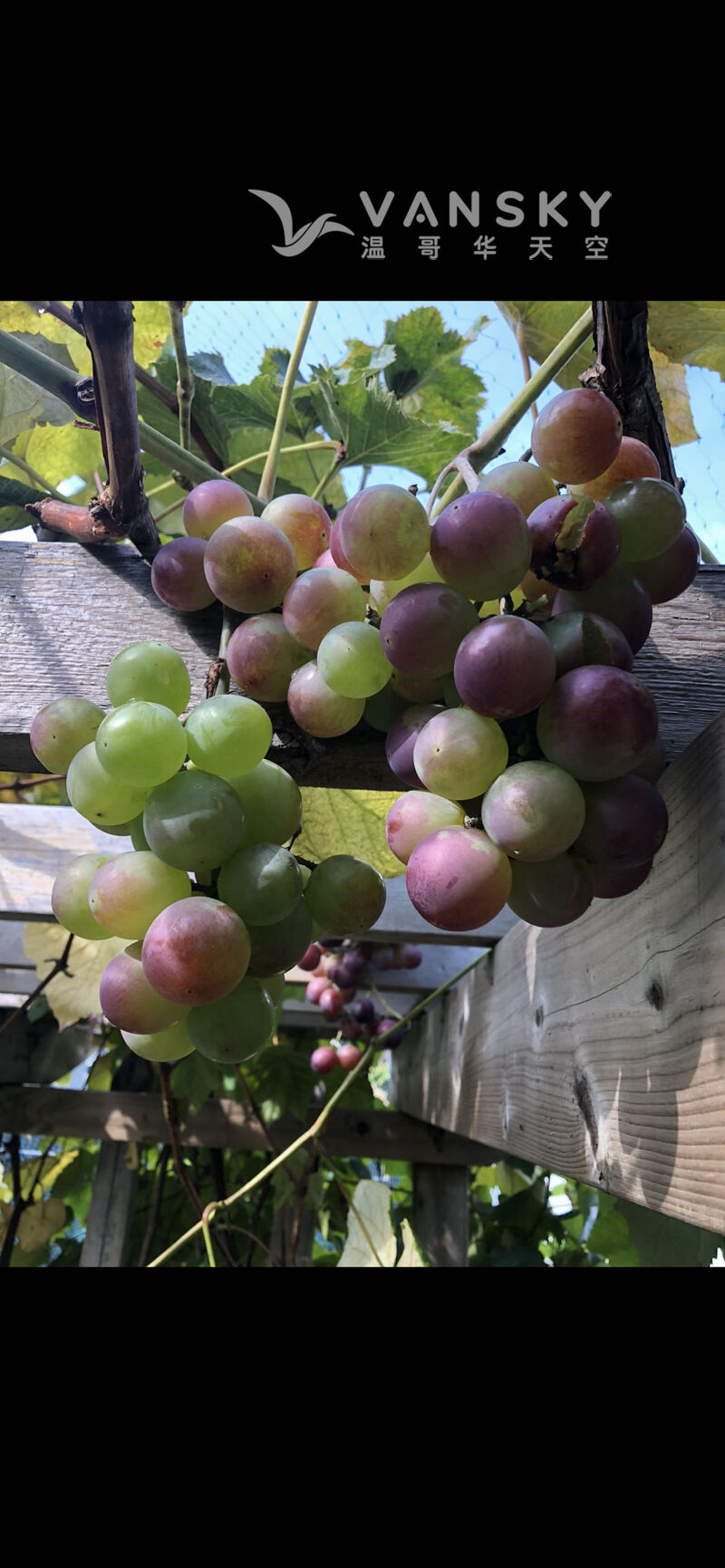 高产中国巨峰葡萄苗15/株，25/2株