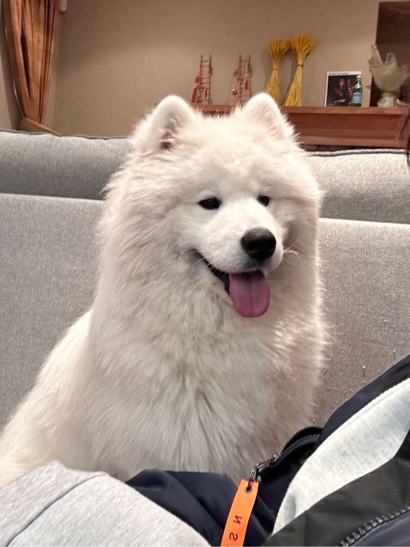 13个月萨摩耶男宝宝找新家