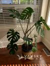 龟背竹（带花盆）$80
