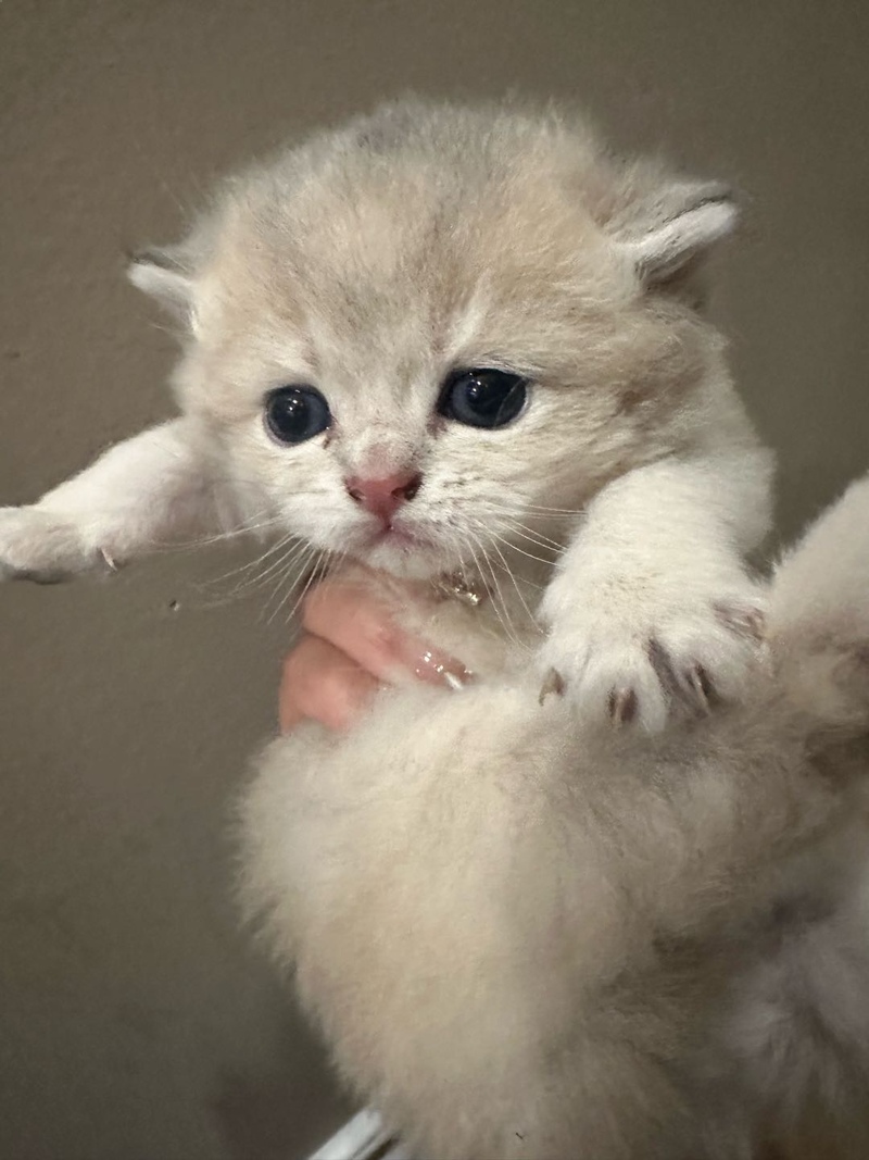 曼基康蓝金渐层宝宝找家