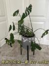 大盆虎皮剑兰、龟背竹、花盆、花架