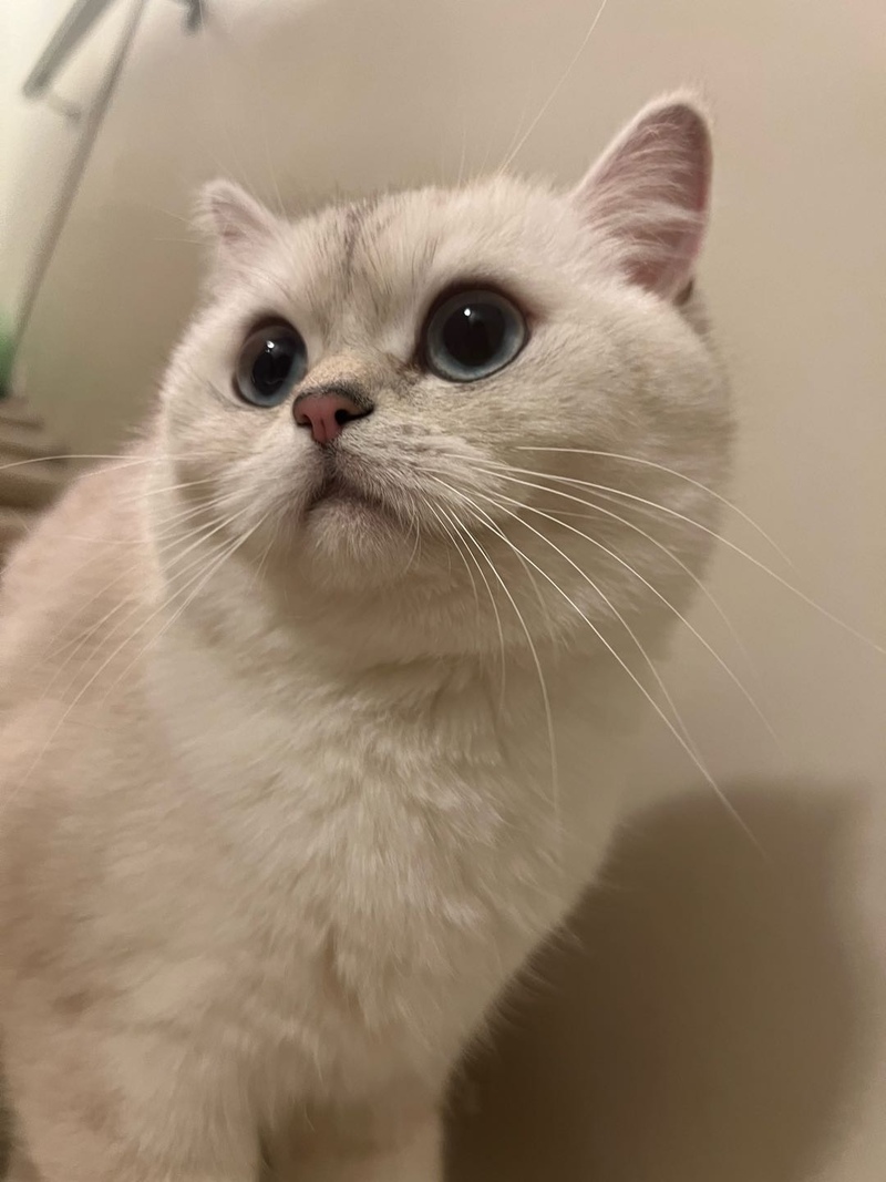 银渐层妹妹找男朋友