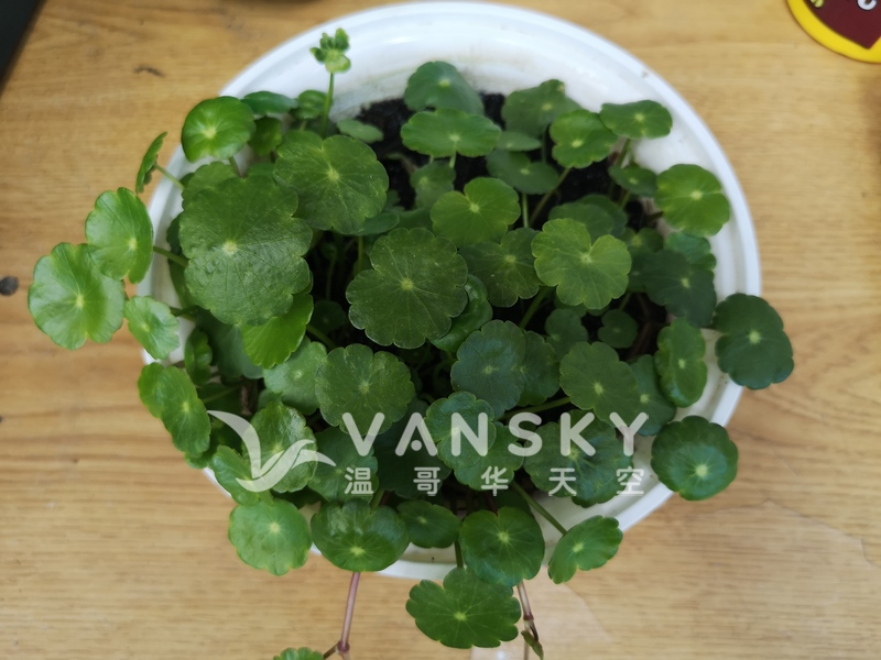 铜钱草和君子兰