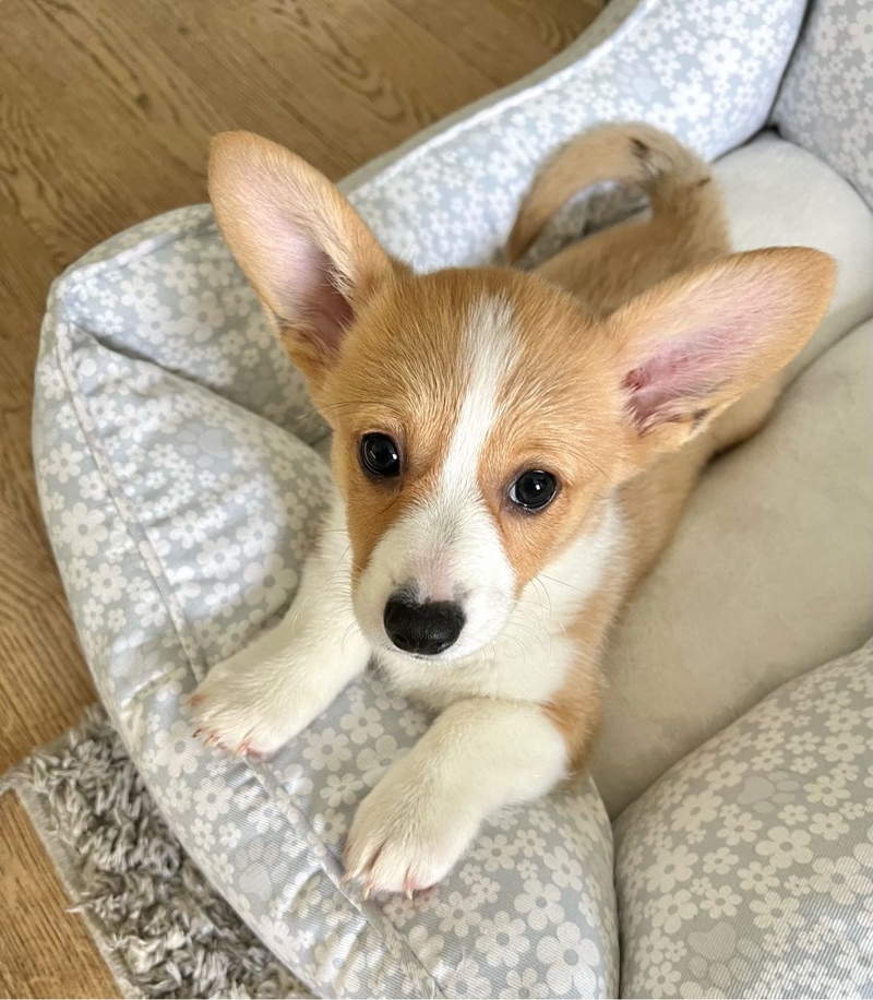 两个月柯基宝宝找新家