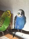 出售虎皮鹦鹉（八个月大）