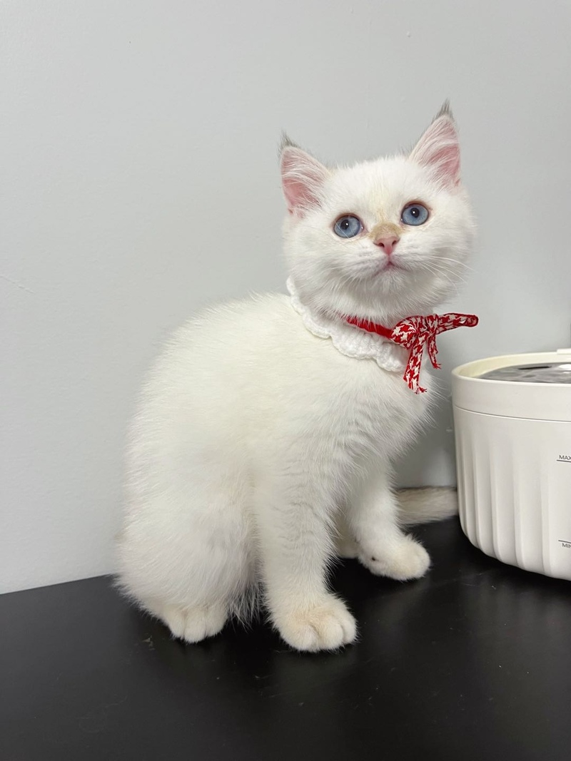 纯种金点妹妹随时可以去新家