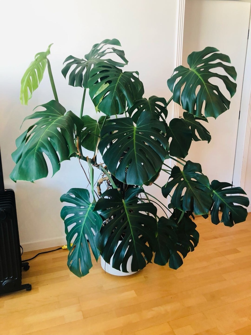 室內盆景＿龜背竹