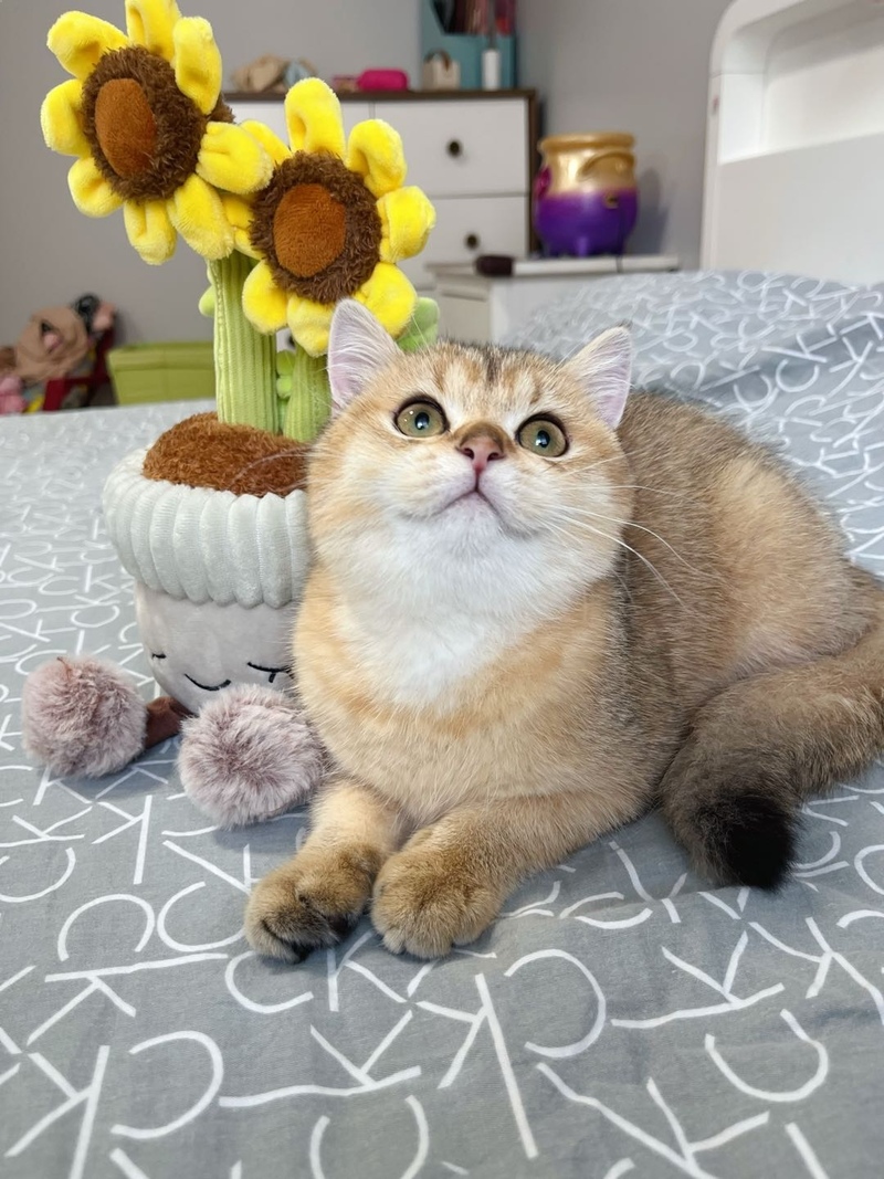 乖巧可爱的金渐层妹妹诚心蹲家长