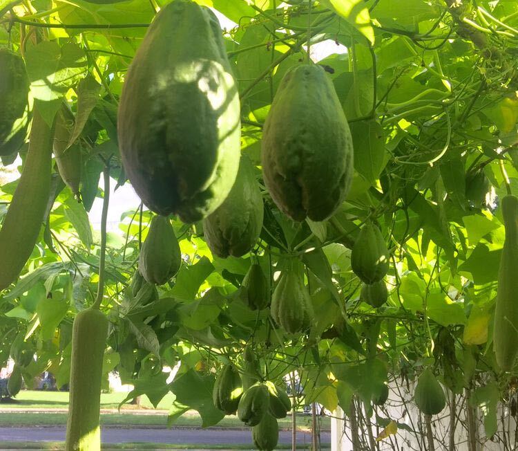 自种有机佛手瓜