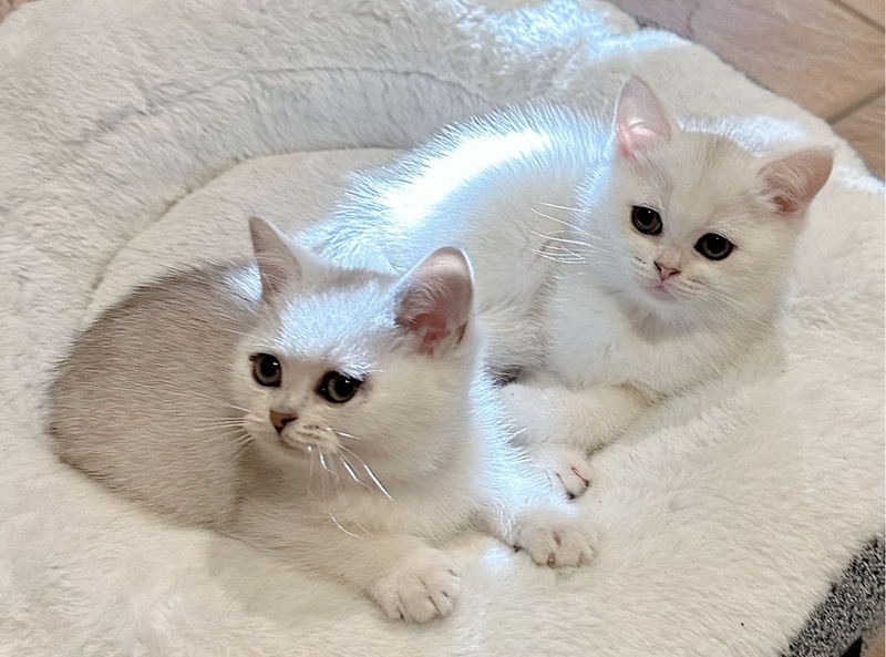 英短银渐层宝宝找新家