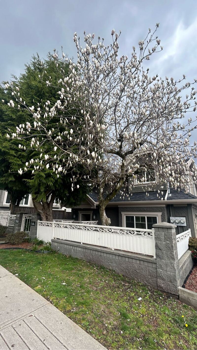 温西漂亮温馨后巷屋出租