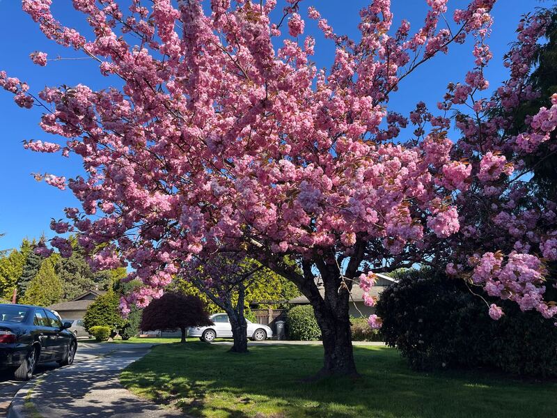 Richmond 独立屋标间分租