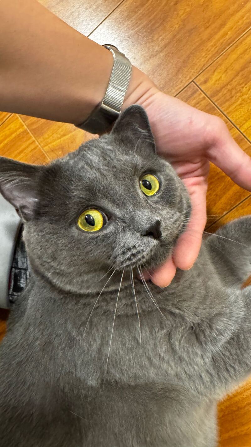 1岁半英短蓝猫找新家