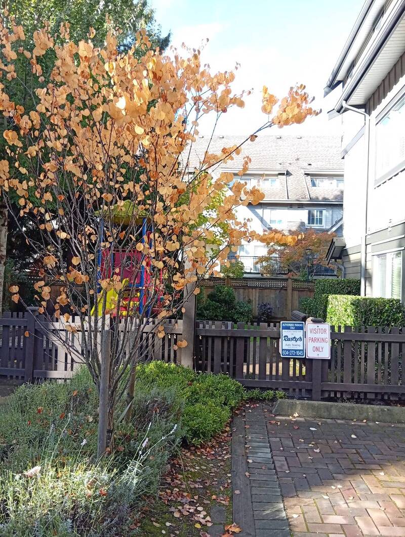 列市中心连排屋一房一卫