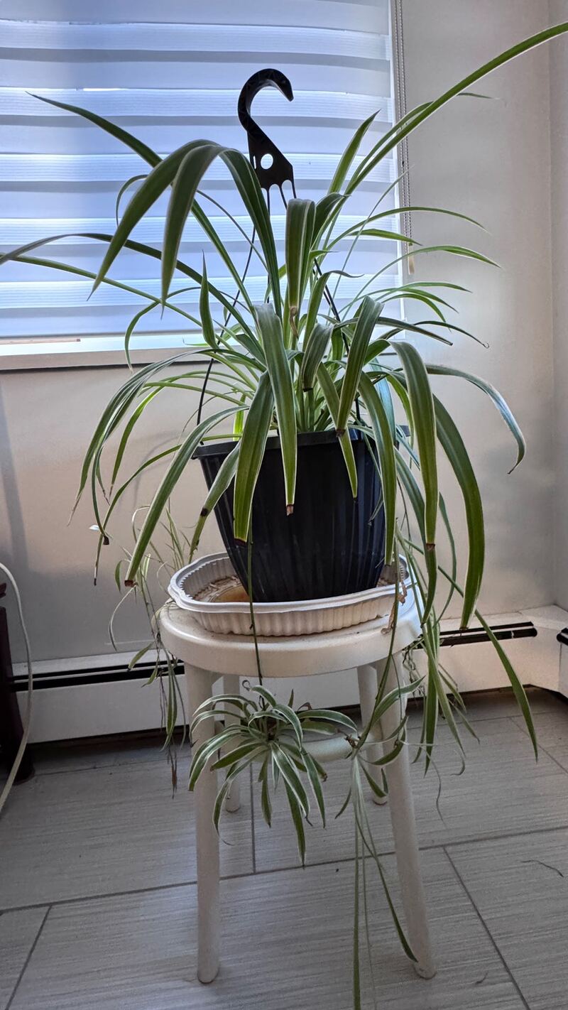 免费室内盆栽吊兰，芦荟，蟹爪莲