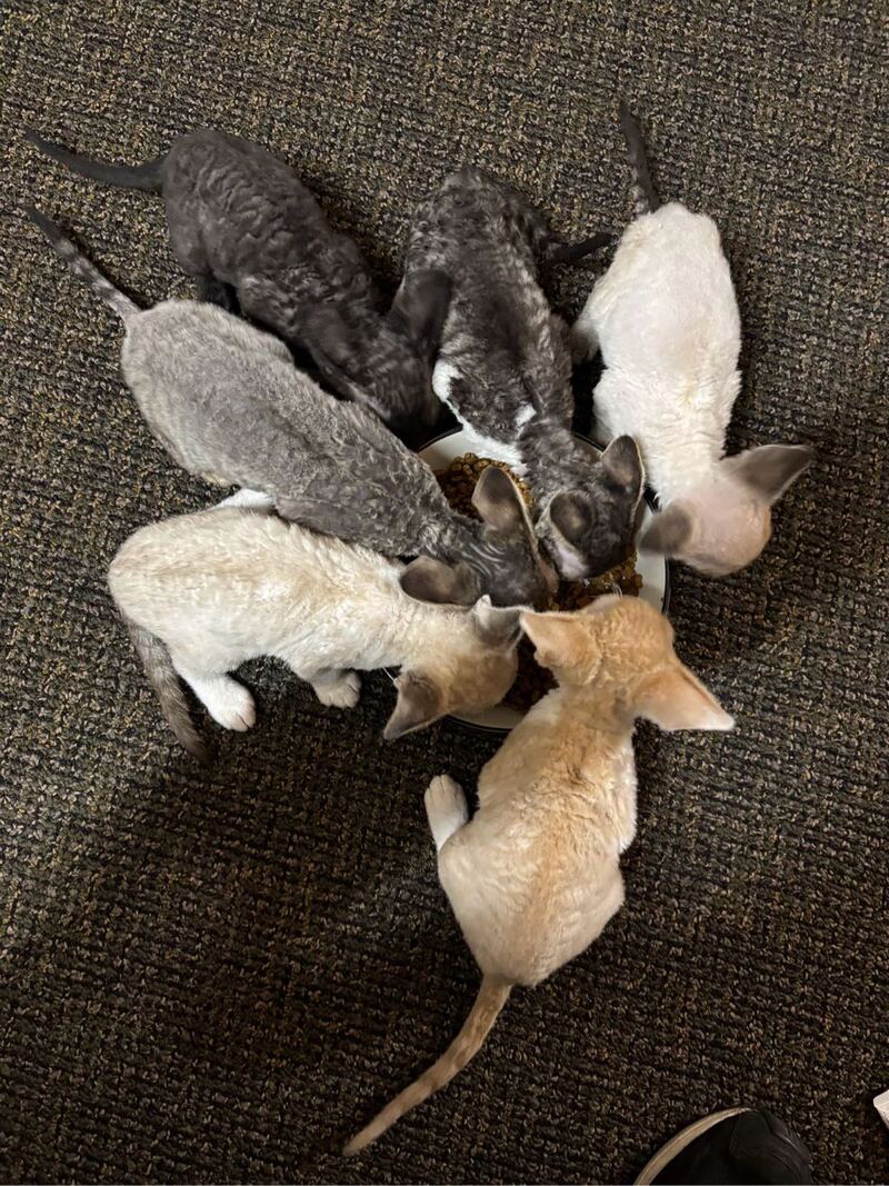 3个月大纯种德文猫