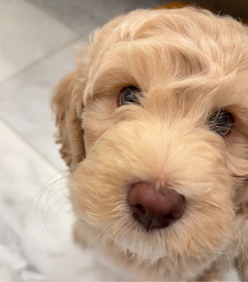 Labradoodle 澳拉贵