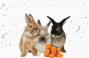 Telus门店招Digital Marketing Sales Rep