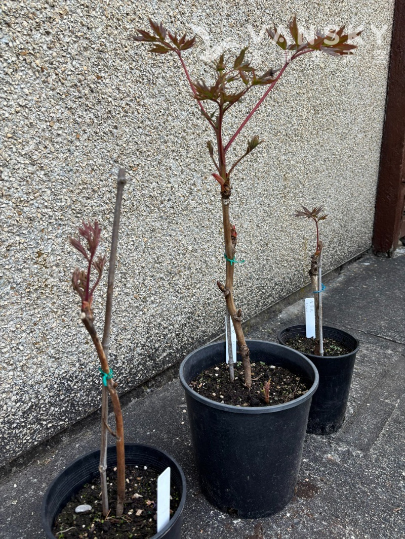260501085154_IMG_4537.jpg