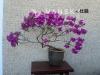高级盆裁 Bonsai: 杜鵑 Rhododendron( Azalea), 牡丹peony 9