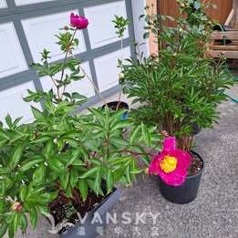 260506154857_P6.jpg