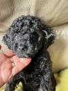  精品玩具贵宾犬宝宝（Toy Poodle）—— 稀有娃娃泰迪脸 