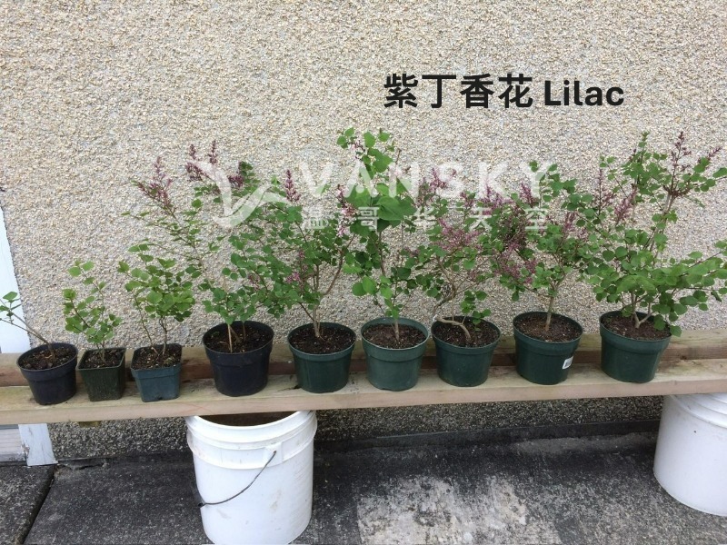260607235808_Lilac紫丁香花.jpg