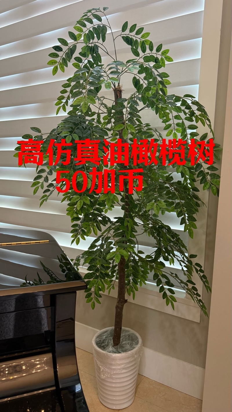 260722114645_1784744638-compressed-IMG_1162.jpg