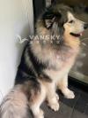 阿拉斯加犬寻求一个新家