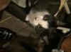 因回国没法继续养猫咪下去 猫咪健康针齐全