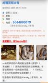 (Sold)純種英短出售