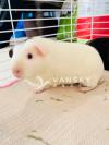 Guinea pig荷兰猪宠物鼠找新家