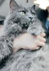 英短挪威森林猫 4岁 ，粘人乖巧猫咪找新家