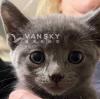 Russian blue hypoallergenic female kitten 350