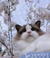布偶猫寻找新主人