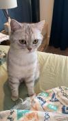 英短小貓找新家