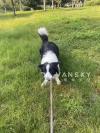 边牧羊犬领养