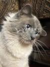 两只一岁半猫猫寻好人家