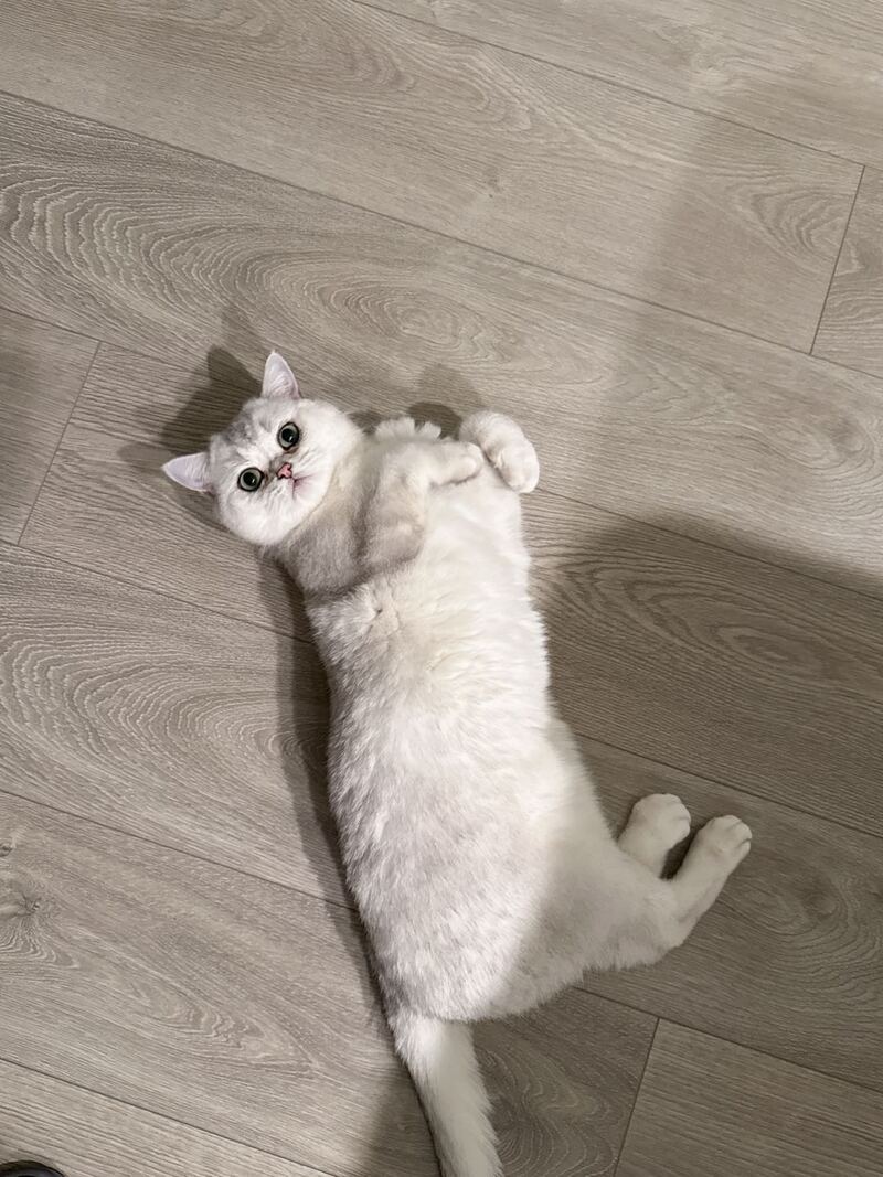 银渐层待领养｜4岁半软萌暖猫，等一个终身家