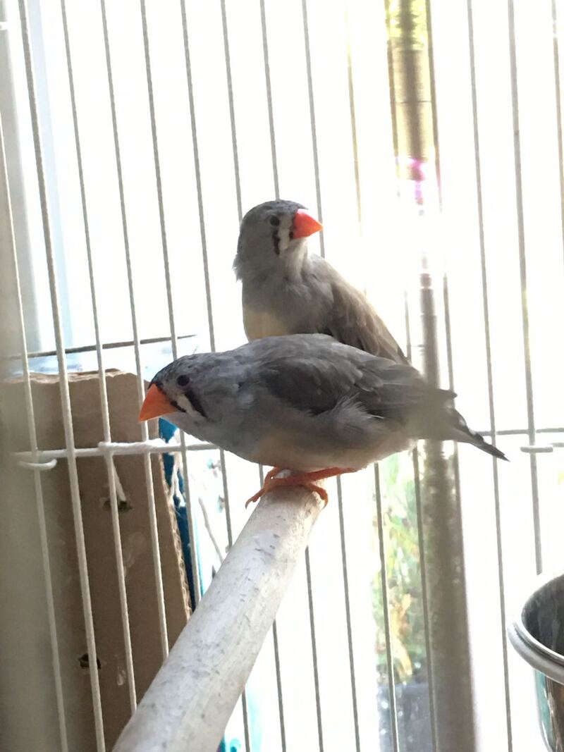 好价出售珍珠雀