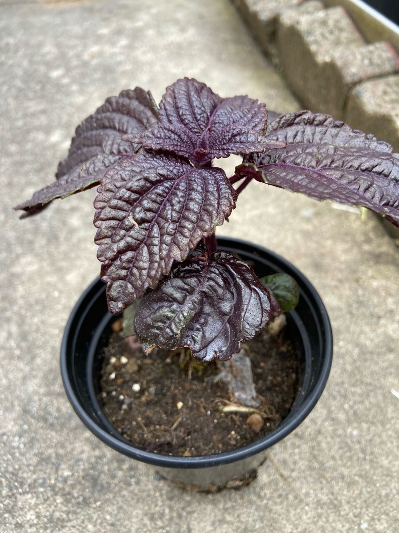 紫苏苗、艾草苗、九层塔、洋姜苗